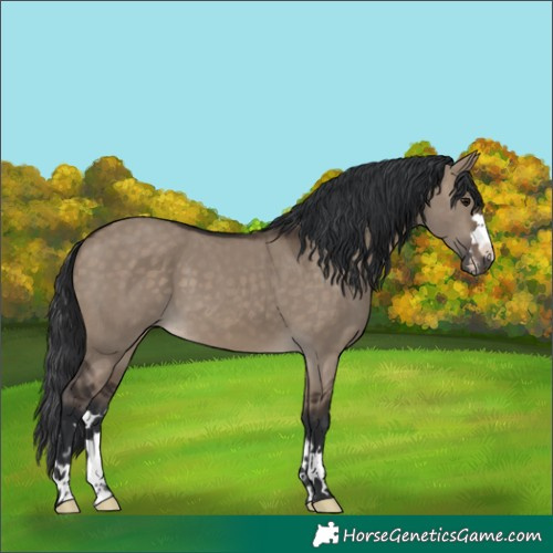 Horse Color:Brown Dun