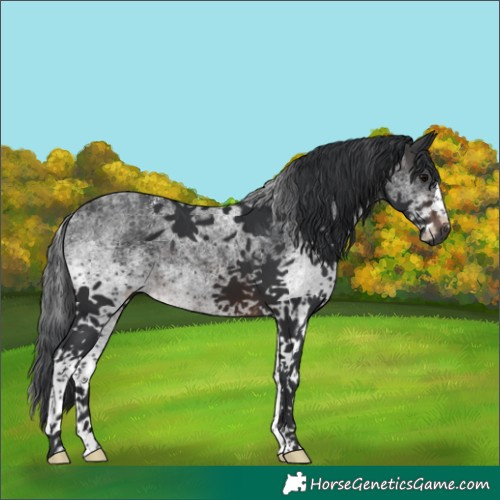 Horse Color:White Spotted Brown Splash 