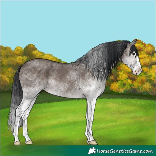 Horse Color:White Spotted Brown Dun Splash