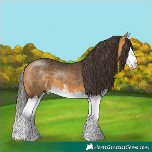 Horse Color:Buckskin Sabino Splash 