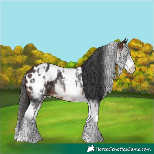 Horse Color:White Spotted Brown Appaloosa