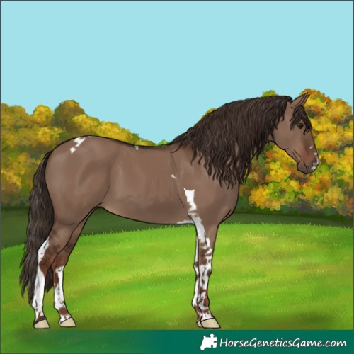 Horse Color:Liver Red Dun Tobiano