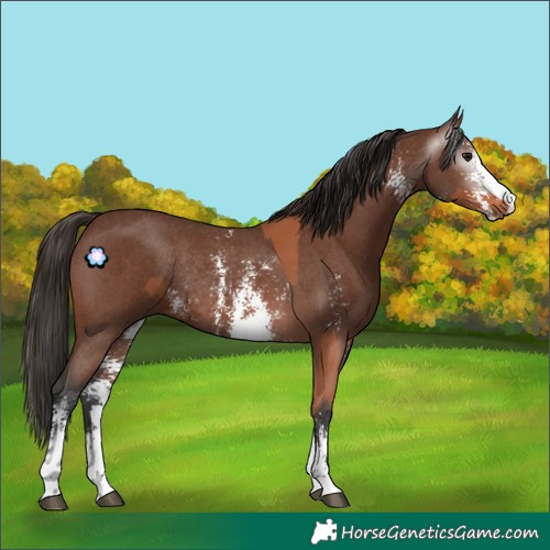 Horse Color:Bay Sabino Rabicano and Gray Bay Sabino Rabicano