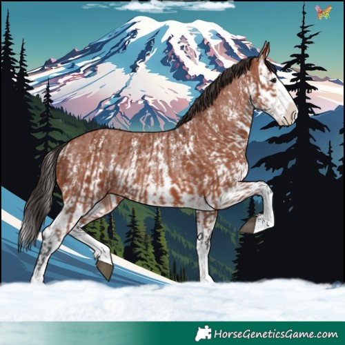 Horse Color:Bay Sabino Splash Rabicano  and Bay Sabino Splash Rabicano 