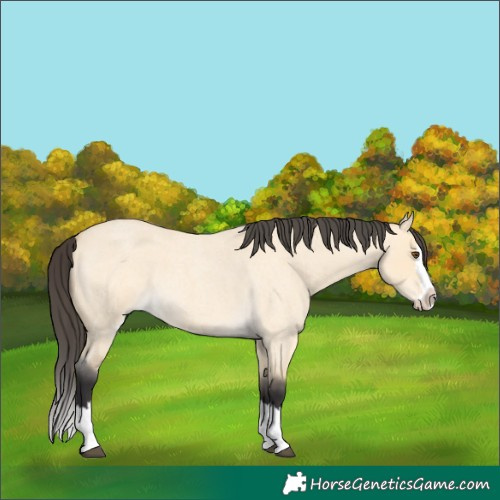 Horse Color:Buckskin Roan Dun Splash 