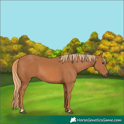 Horse Color:Chestnut 