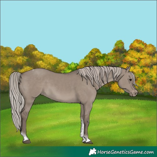 Horse Color:Silver Grullo Tobiano Appaloosa