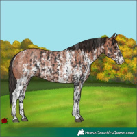 Horse Color:Brown Rabicano  and Bay Sabino Rabicano 