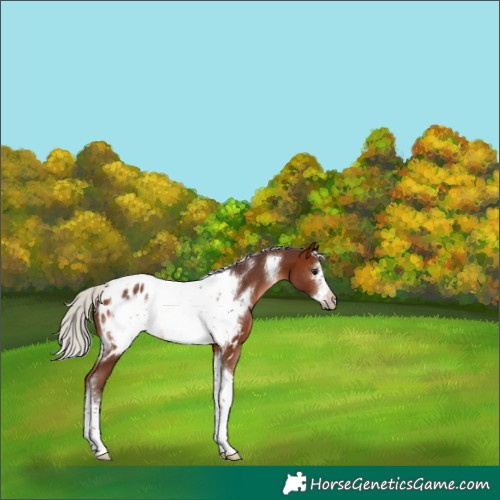 Horse Color:Silver Brown Tobiano Frame Appaloosa 