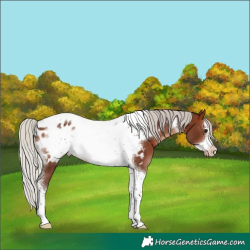 Horse Color:Silver Brown Tobiano Frame Appaloosa 