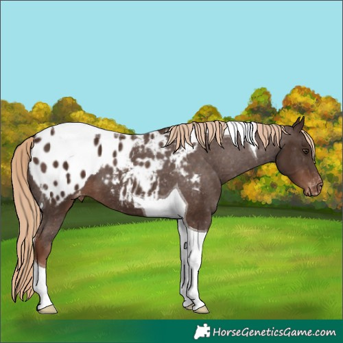 Horse Color:Liver Chestnut Tobiano Blanket 