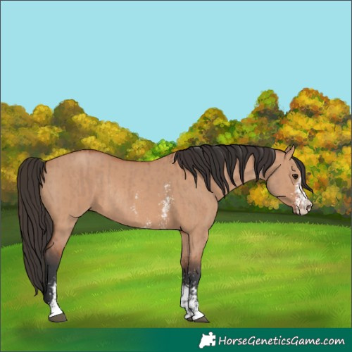 Horse Color:Bay Dun Sabino Rabicano  and Bay Dun Sabino Rabicano 