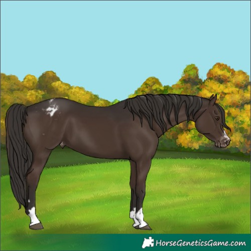 Horse Color:Liver Chestnut Appaloosa 