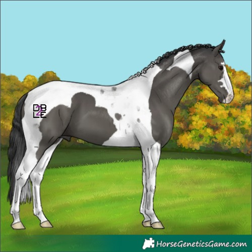 Horse Color:Black Tobiano 