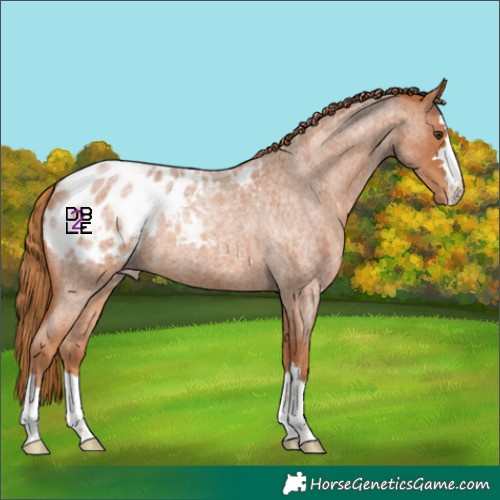 Horse Color:Red Roan Appaloosa 