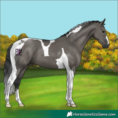 Horse Color:Grullo Tobiano 