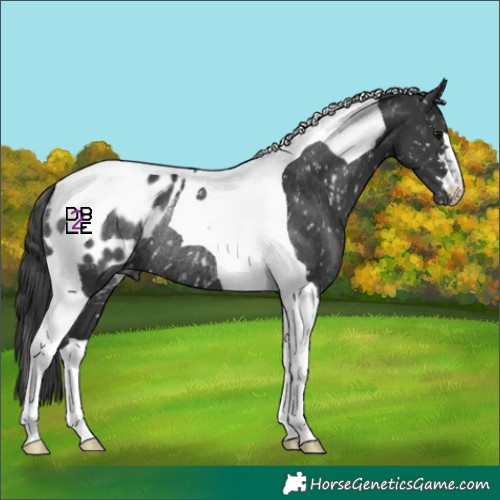 Horse Color:Black Tobiano Appaloosa Rabicano 