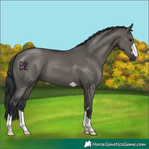 Horse Color:Grullo 
