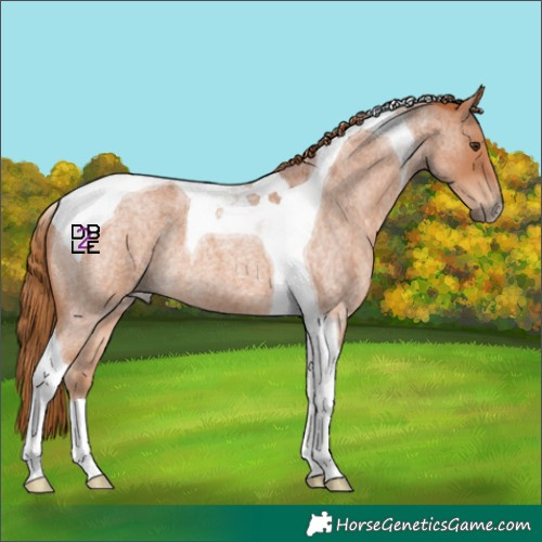 Horse Color:Red Roan Tobiano