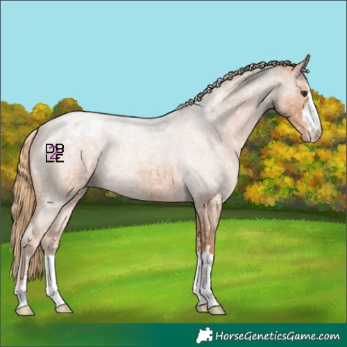 Horse Color:Red Roan Appaloosa 