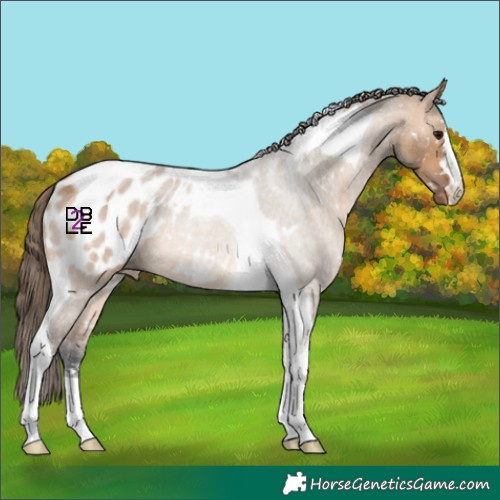 Horse Color:Bay Dun Tobiano Appaloosa Rabicano 