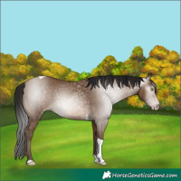 Horse Color:Gray Amber Champagne Tobiano 