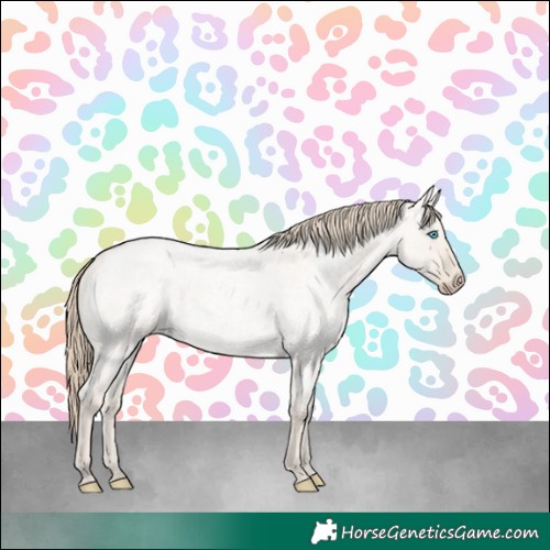 Horse Color:Smoky Creme Roan Dun 
