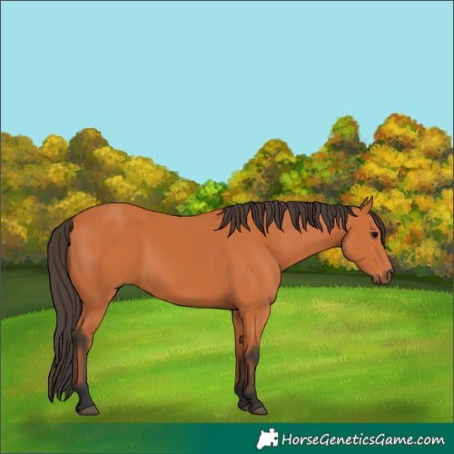 Horse Color:Bay 