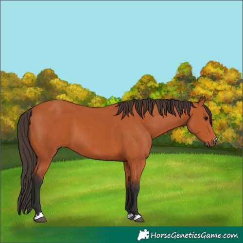 Horse Color:Bay 