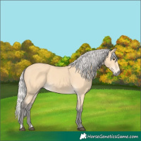 Horse Color:Silver Buckskin