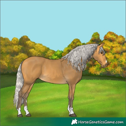 Horse Color:Silver Buckskin