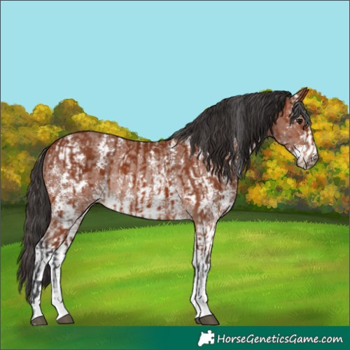 Horse Color:Bay Sabino Rabicano  and Bay Sabino Appaloosa Rabicano 