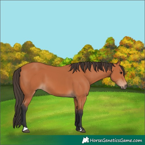 Horse Color:Bay 