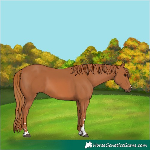Horse Color:Chestnut 