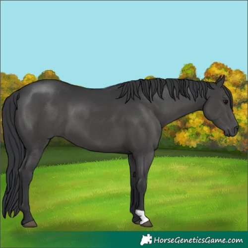 Horse Color:Black 