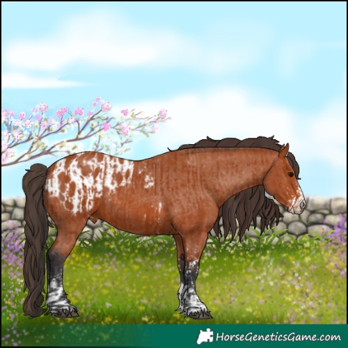 Horse Color:Bay Sabino Rabicano  and Bay Sabino Appaloosa Rabicano 