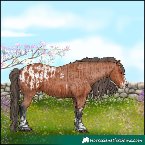 Horse Color:Bay Sabino Rabicano and Bay Sabino Appaloosa Rabicano