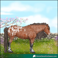 Horse Color:Bay Sabino Rabicano and Bay Sabino Appaloosa Rabicano