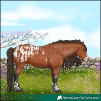 Horse Color:Bay Sabino Rabicano  and Bay Sabino Appaloosa Rabicano 