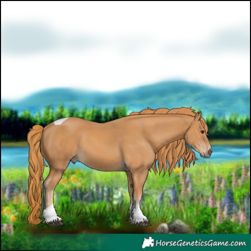 Horse Color:Chestnut Tobiano 