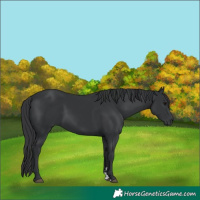 Horse Color:Black