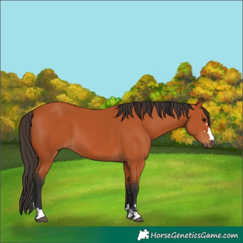 Horse Color:Bay 