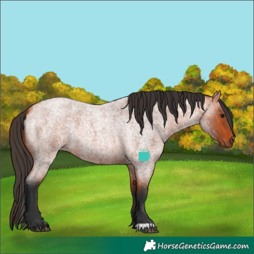 Horse Color:Bay Roan 