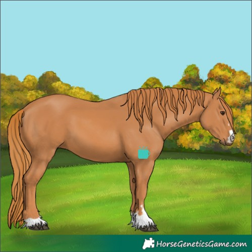 Horse Color:Chestnut 