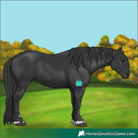 Horse Color:Black 
