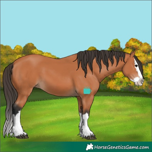 Horse Color:Bay Splash 