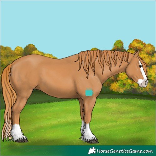 Horse Color:Chestnut Splash 