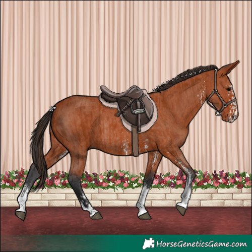 Horse Color:Bay Sabino Rabicano  and Bay Sabino Rabicano 