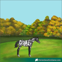 Horse Color:Black Near Leopard