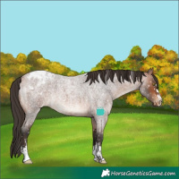 Horse Color:Bay Roan Blanket